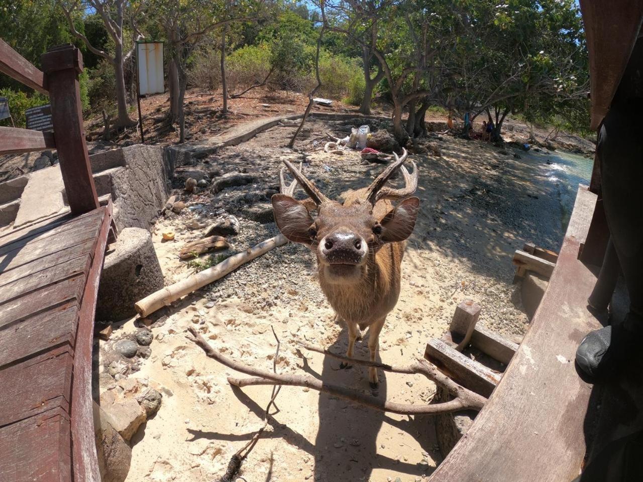 Badini Homestay Pemuteran Exteriör bild